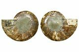 Cut & Polished Ammonite Fossil - Madagascar #369578-1